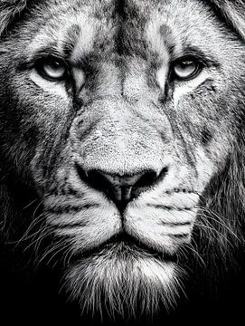 Le roi du silence - Portrait de lion en noir et blanc sur drdigitaldesign