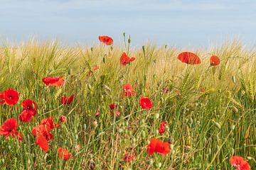 Zomer! by Evelien Heuts-Flachs