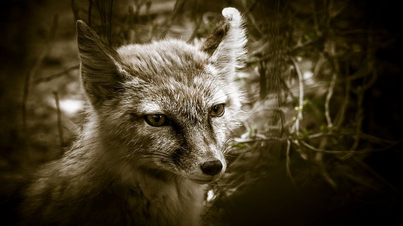 Fox in sepia by Irma Heisterkamp