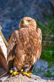 Elegantie / Elegant von melissa demeunier