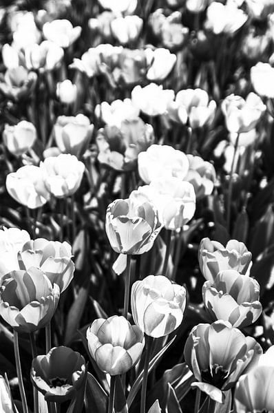 Monochrome tulips by Norbert Sülzner