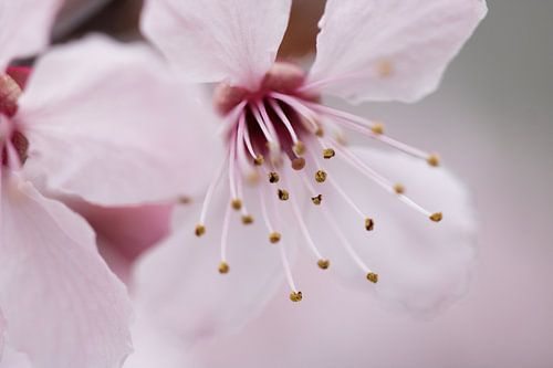 Blüte