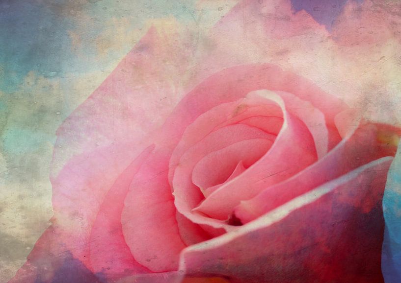 Delicate roze roos van Roswitha Lorz