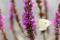 Schmetterling