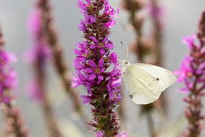 Papillon sur Eva Bos