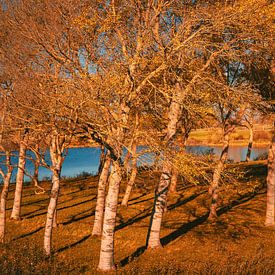 Ein verträumter Herbstwald von Geert Van Baelen