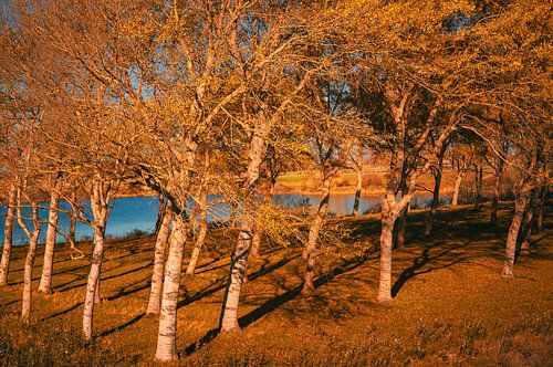 A dreamy autumn forest by Geert Van Baelen