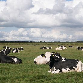 Koeien en wolkenluchten van Carola van Rooy