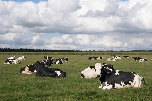 Cows and clouds
