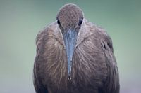 Hammerhead eye contact