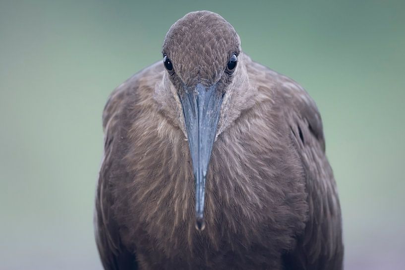 Blickkontakt mit dem Hammerkopf von Milou Hinssen