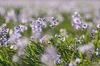 purple flower field