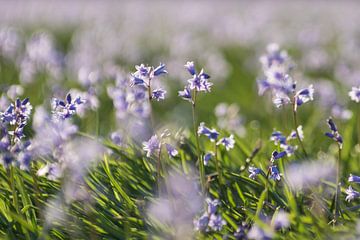 paars bloemenveld van Ellen Snoek
