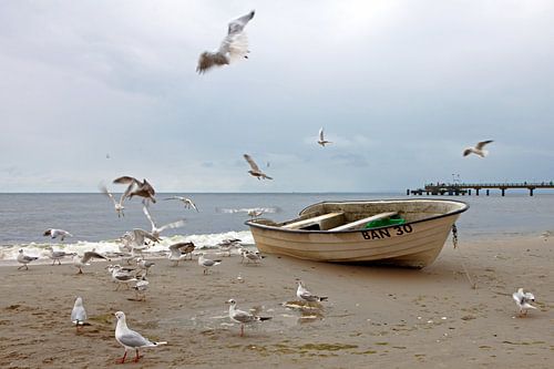 Mer Baltique - Mouettes sur la plage de Bansin (île d'Usedom)