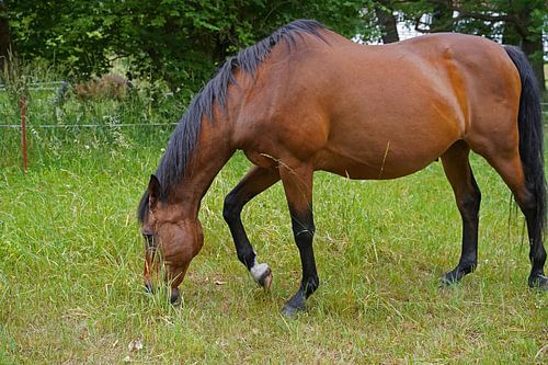 Trakehner Feldmeyer in de wei