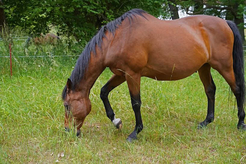 Trakehner Feldmeyer auf der Weide von Babetts Bildergalerie