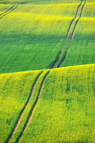 Rape field by Gisela Scheffbuch