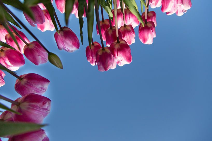 Tulpenpracht von Willy Sybesma