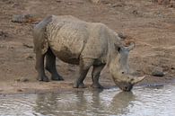 Rhino in South Africa 3138 by Barbara Fraatz thumbnail