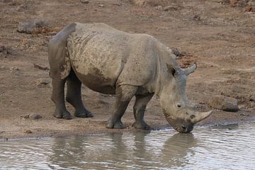 Rhino in South Africa 3138 by Barbara Fraatz