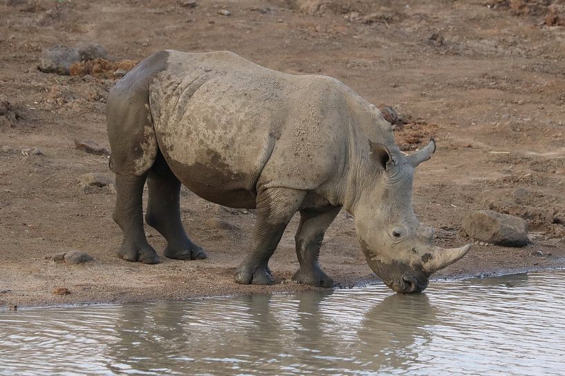 Rhino in South Africa 3138 by Barbara Fraatz