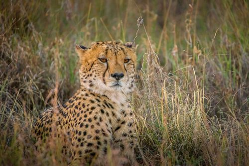 Curiously looking into the future....