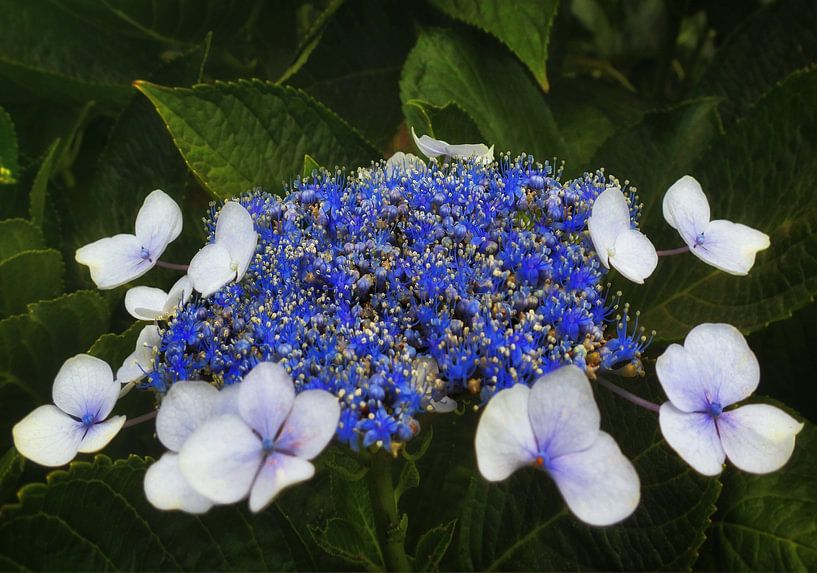 Hydrangea by Maickel Dedeken
