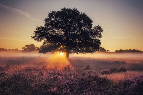 Gorgeous purple moors