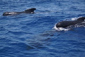 Pilot whales (Globicephala melas). by Sharon Steen Redeker