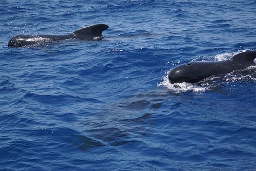 Pilot whales (Globicephala melas).