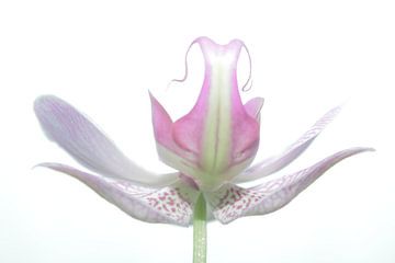 Orchidee in weiss von Christine Bässler