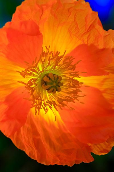 Mohnblumenblüte von Thomas Jäger