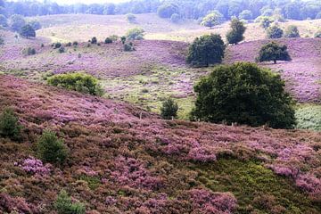 the heather on the Posbank... by Els Fonteine
