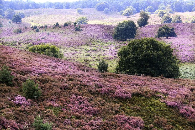 de heide op de Posbank.. van Els Fonteine