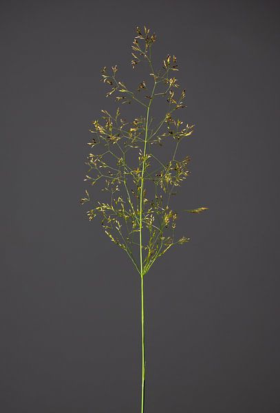 Fera Herba par michel meppelink