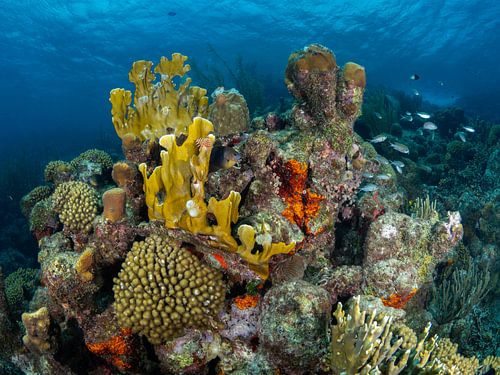 Coral reef at the Tugboat on Curacao