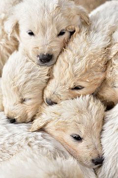 White puppies by Ulrike Leone