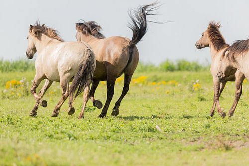 Paarden | Rennende konikpaarden - Oostvaardersplassen