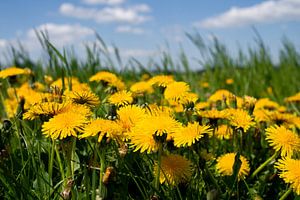 Dandelion