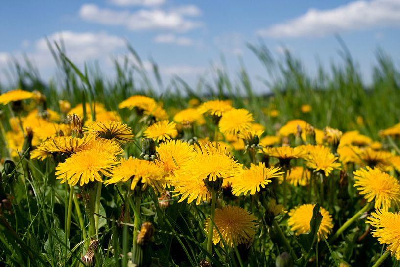 Dandelion von Photography by J