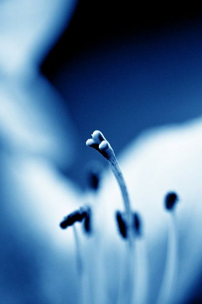 Amaryllis 05 - in het midden van alles dromend van Mariska van Vondelen