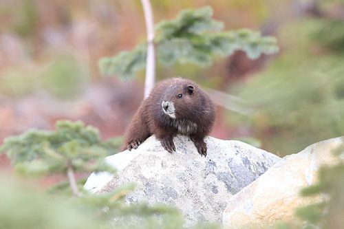 Vancouver Eiland Marmot, Marmota vancouverensis, Mount Washington, Vancouver Eiland, BC, Canada