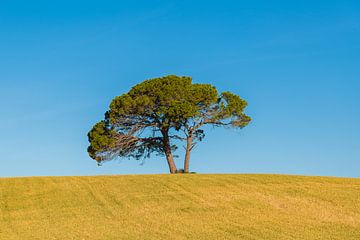 Einsamer Baum von Denis Feiner