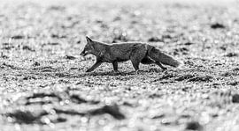 Fuchs Schwarz-Weiß van Poster Art Shop