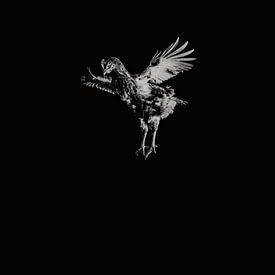 fliegendes Huhn schwarz und weiß von Lotje van der Bie Fotografie
