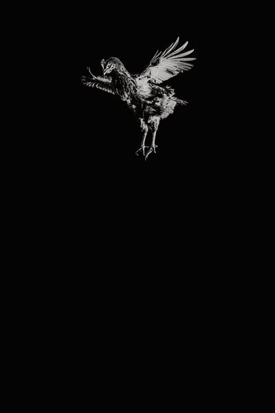 'Fly on the wall' vliegende kip zwart wit