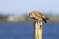Faucon crécerelle sur un mât