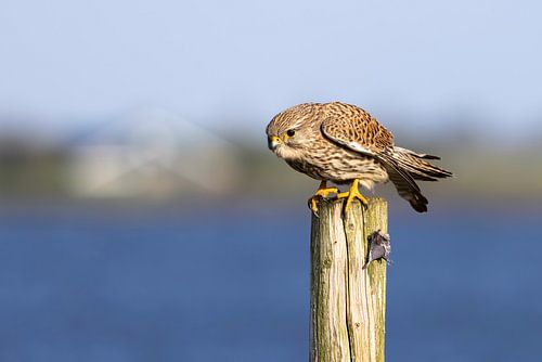 Torenvalk op een paaltje