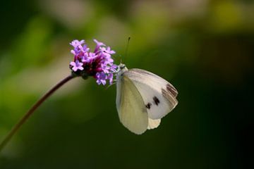 Papillon du chou sur la verveine sur Carlijn Vos