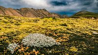 Landmannalaugar kleurrijke bergen in IJsland van Sjoerd van der Wal Fotografie thumbnail